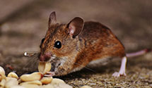 24 Hour & Emergency Exterminators in Eggville, MS